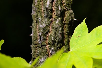Kalopanax pictus - dlanitec pestrý - borka